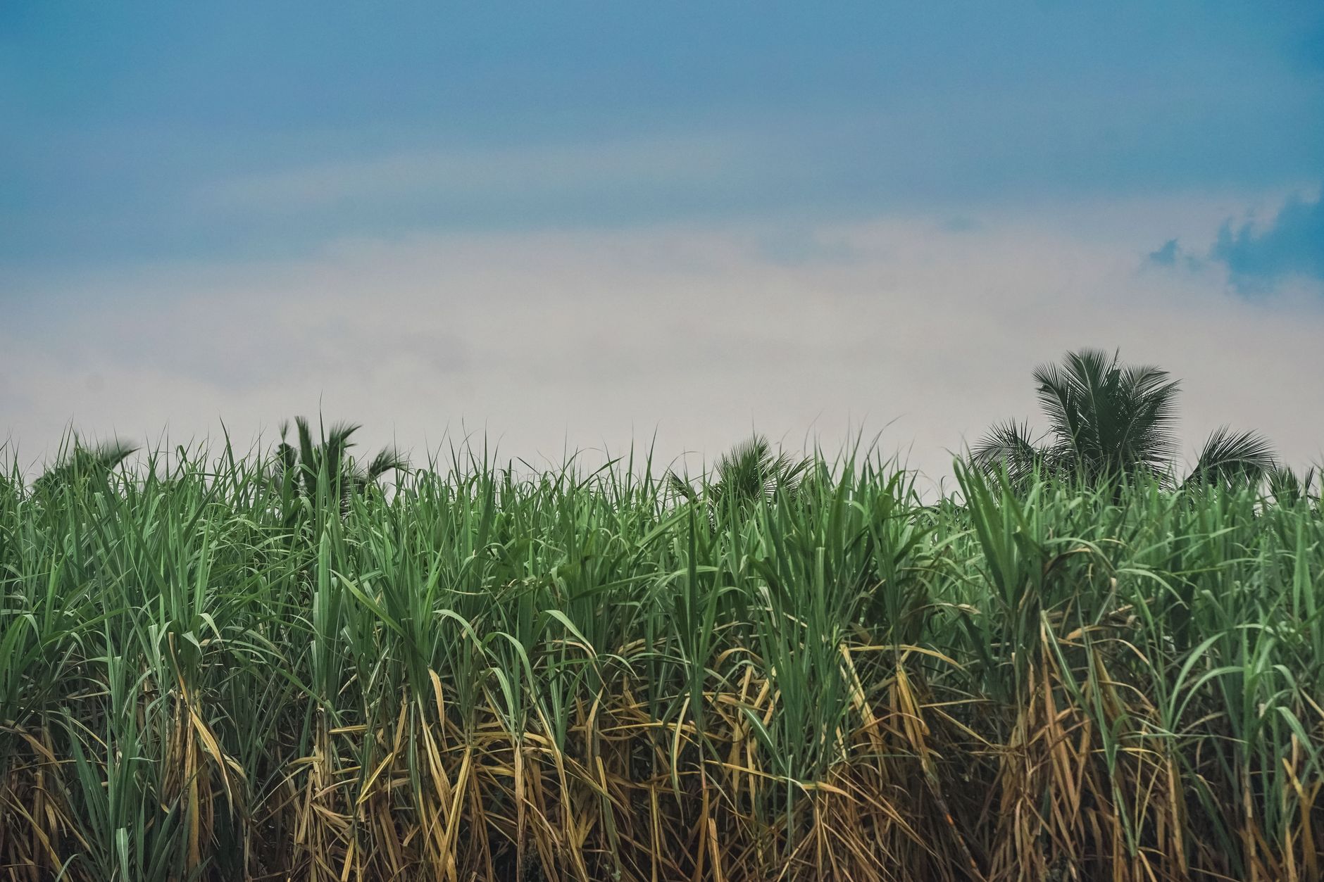 Why Rogers Sugar Inc. stock is sliding today