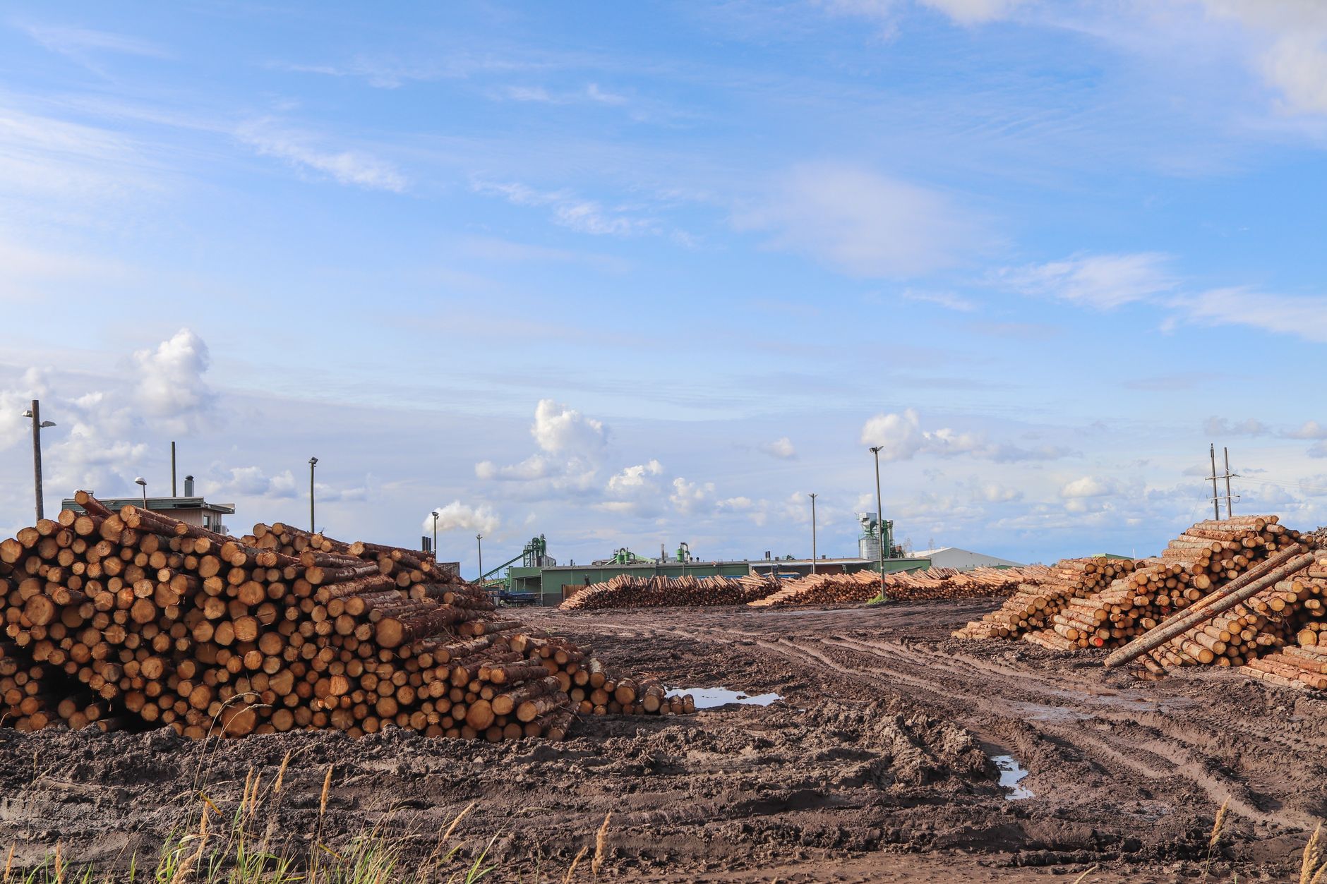 Why Conifex Timber Inc stock is plummeting today