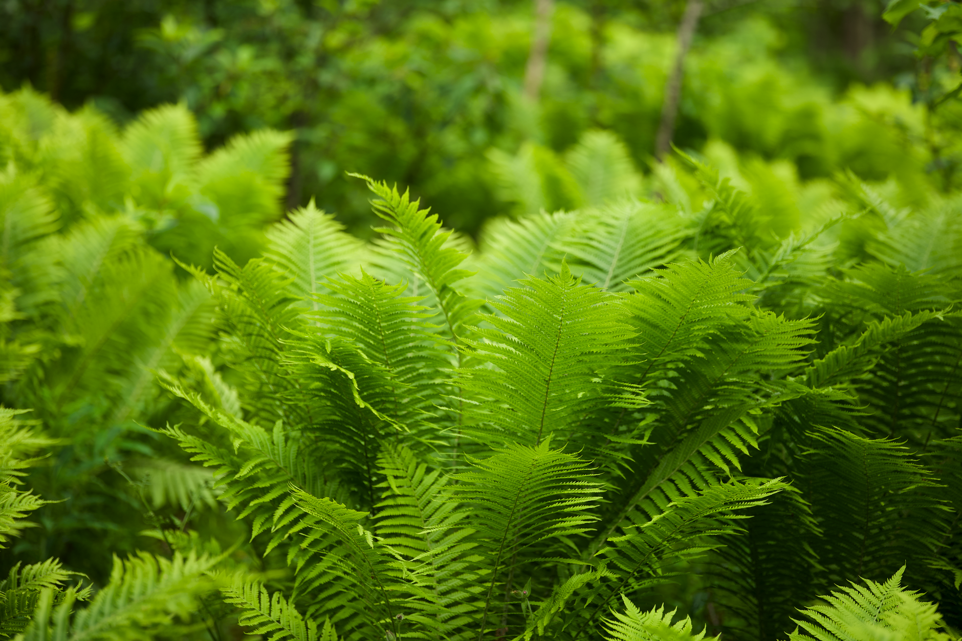 Why Fiddlehead Resources Corp. stock is skyrocketing today