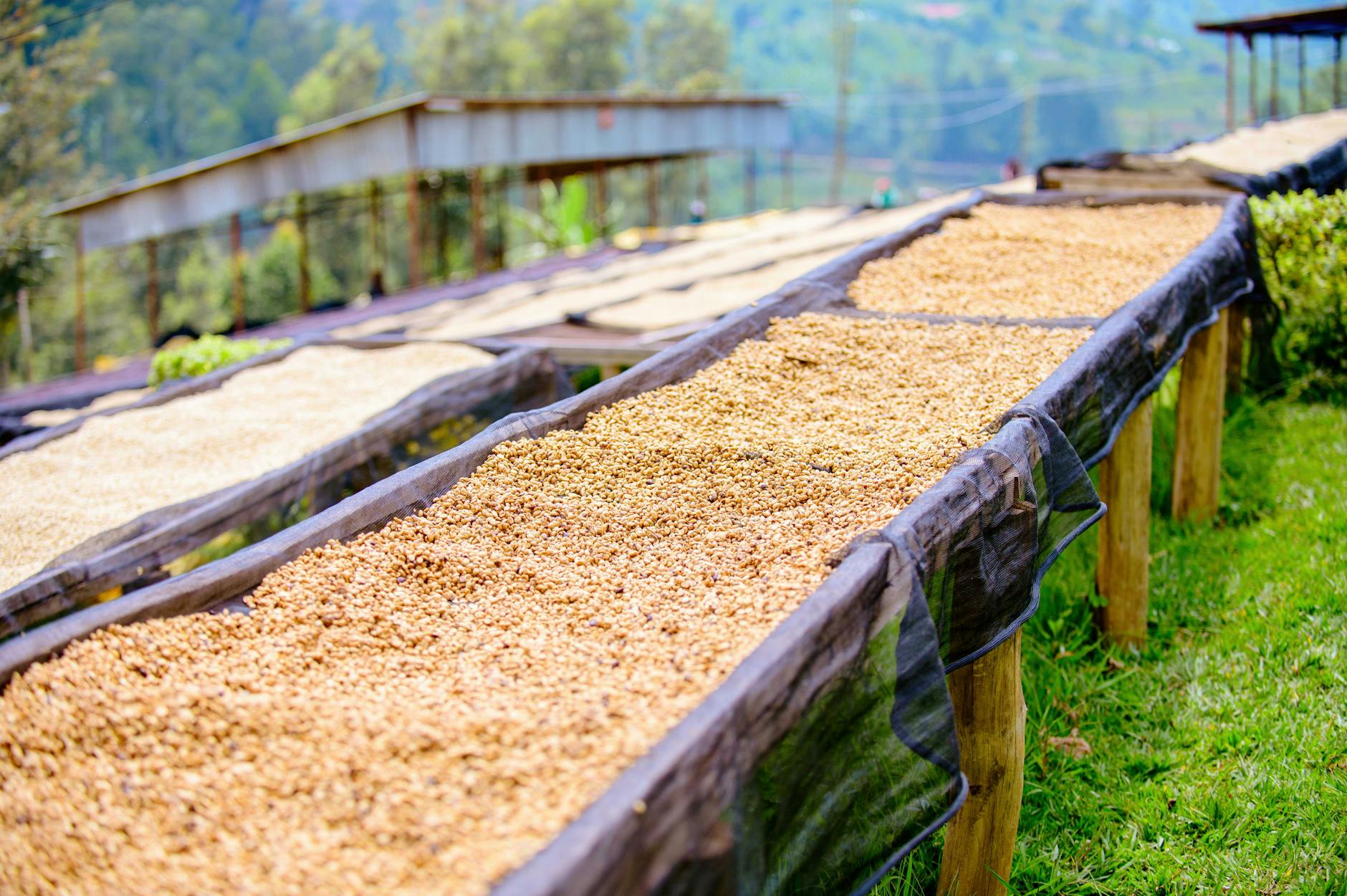 Swiss Water Decaffeinated Coffee Inc. Elects Directors with Overwhelming Support