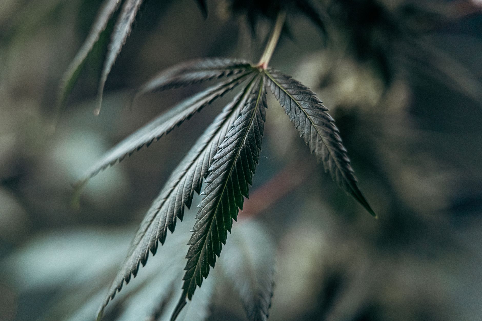 Why Auxly Cannabis Group Inc stock is sliding today