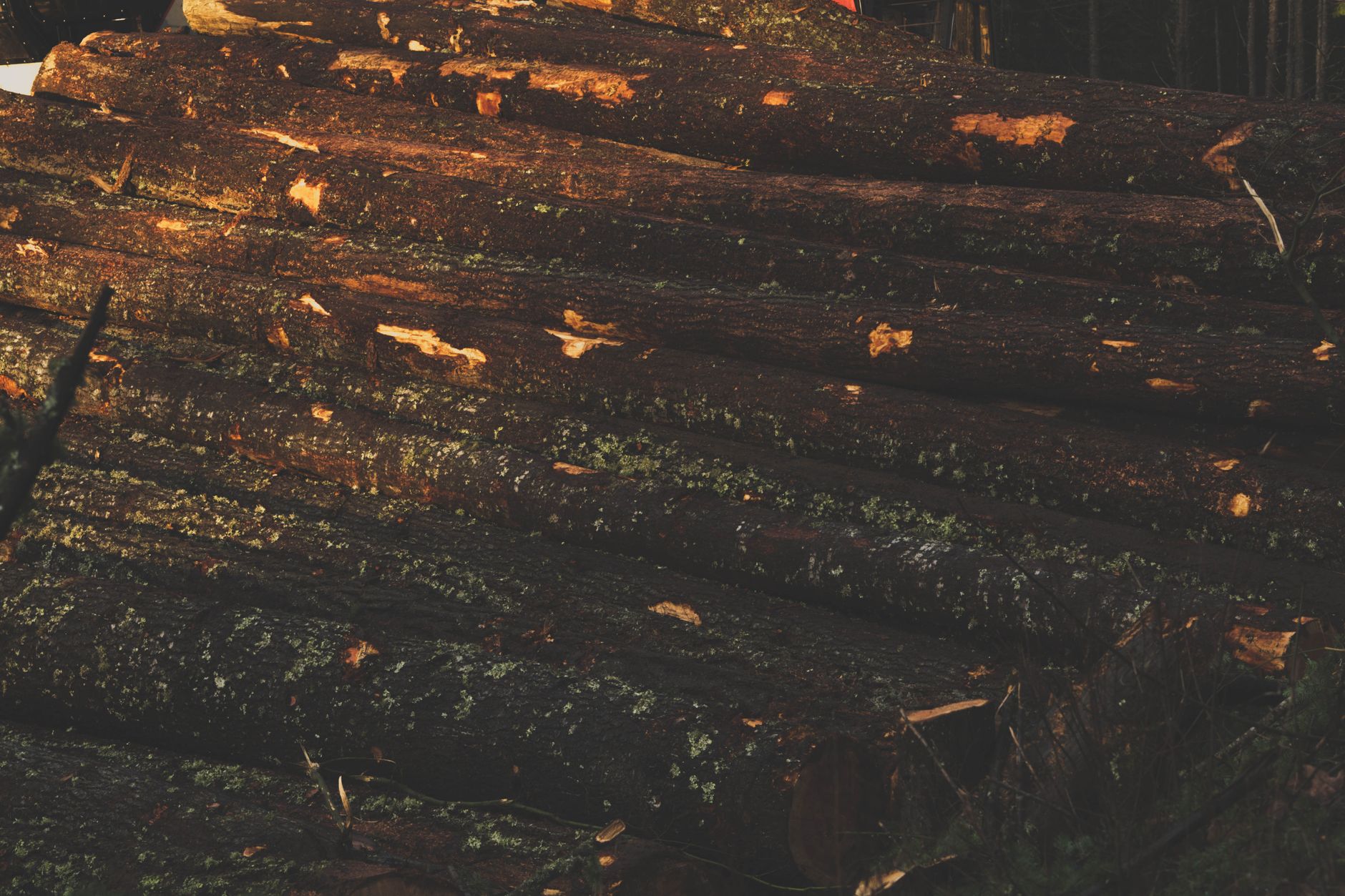 Why Conifex Timber Inc stock is sliding today