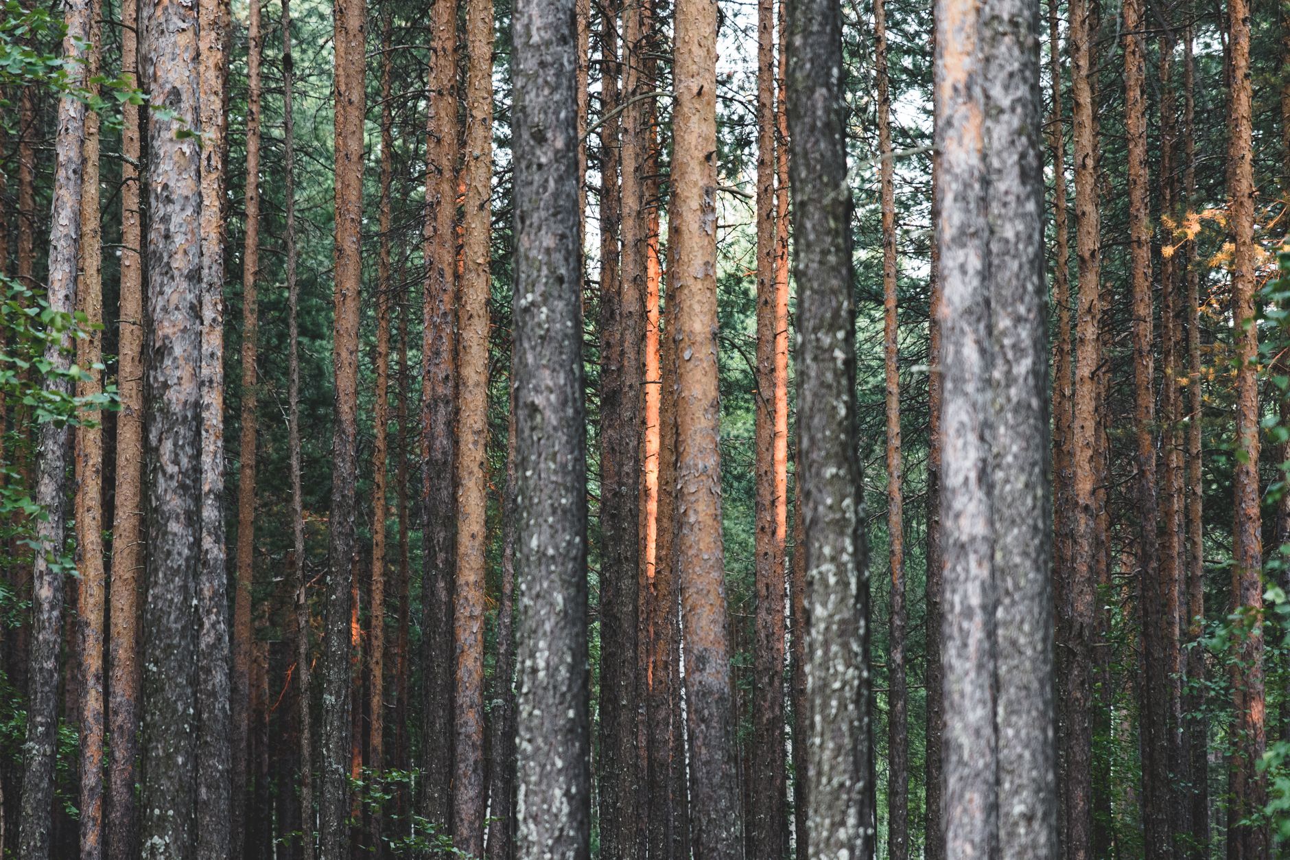 Why Conifex Timber Inc stock is rising today