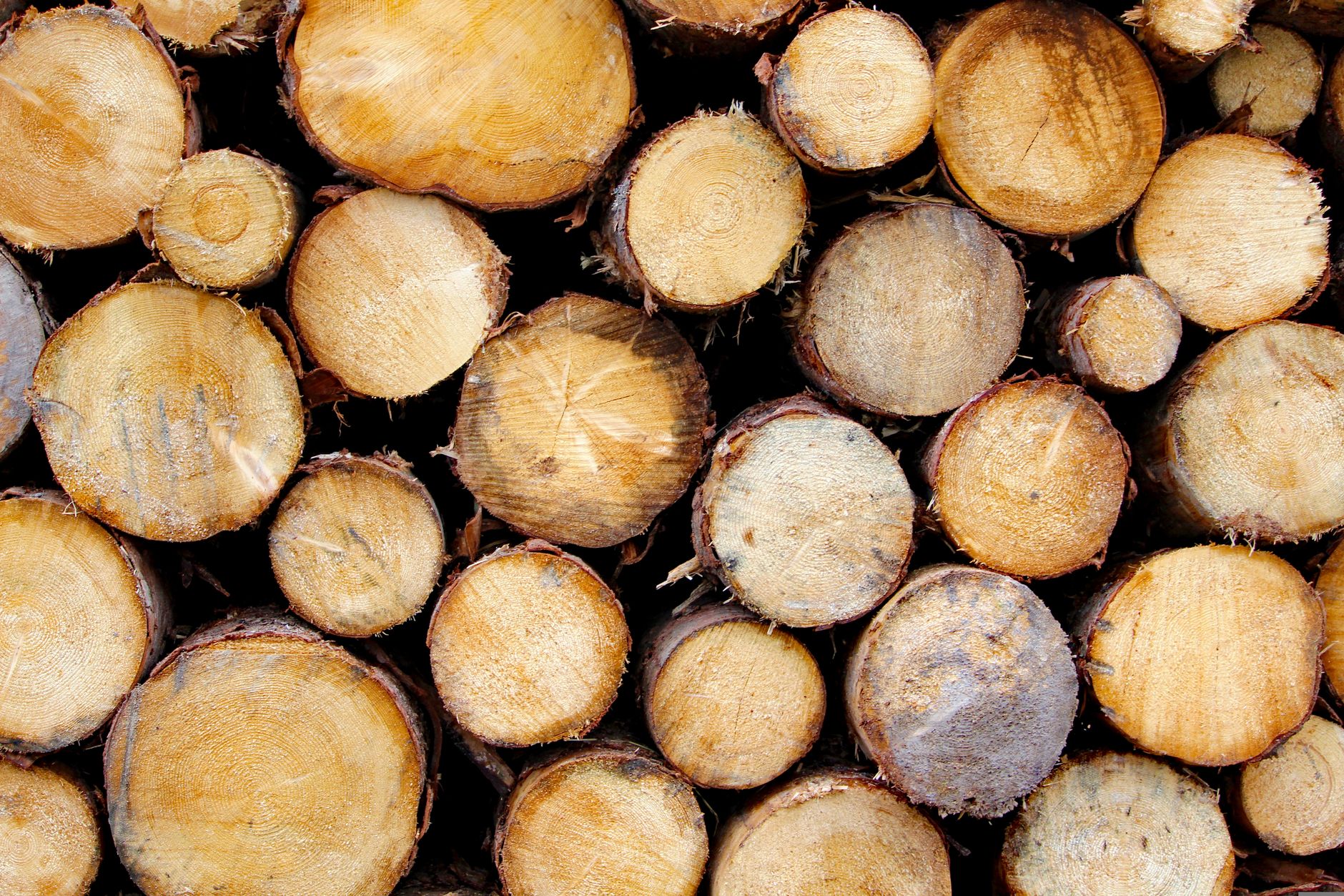 Why Conifex Timber Inc stock is rising today
