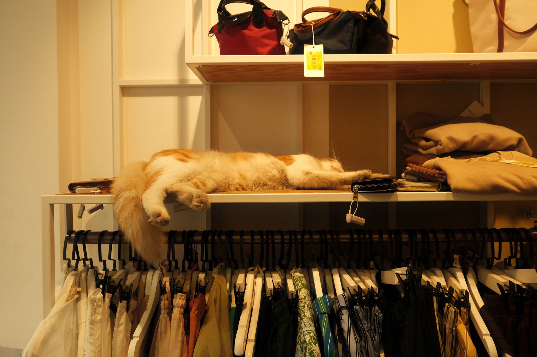 What's Going On With Pet Valu Holdings Ltd Stock Wednesday?