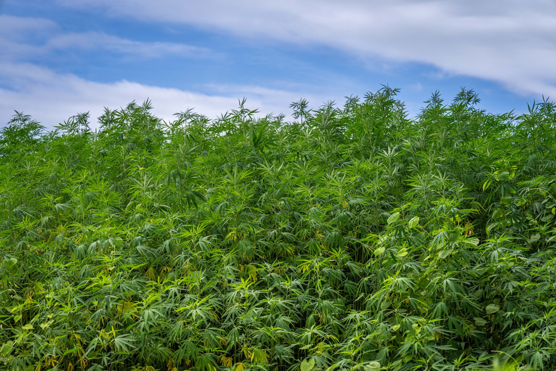 Why Charlotte's Web Holdings Inc stock is plummeting today