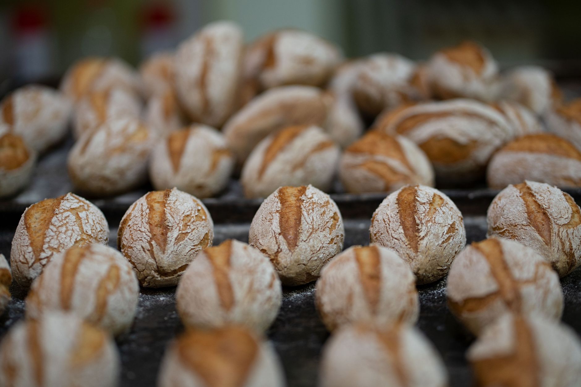 Why Purebread Brands Inc. stock is plummeting today