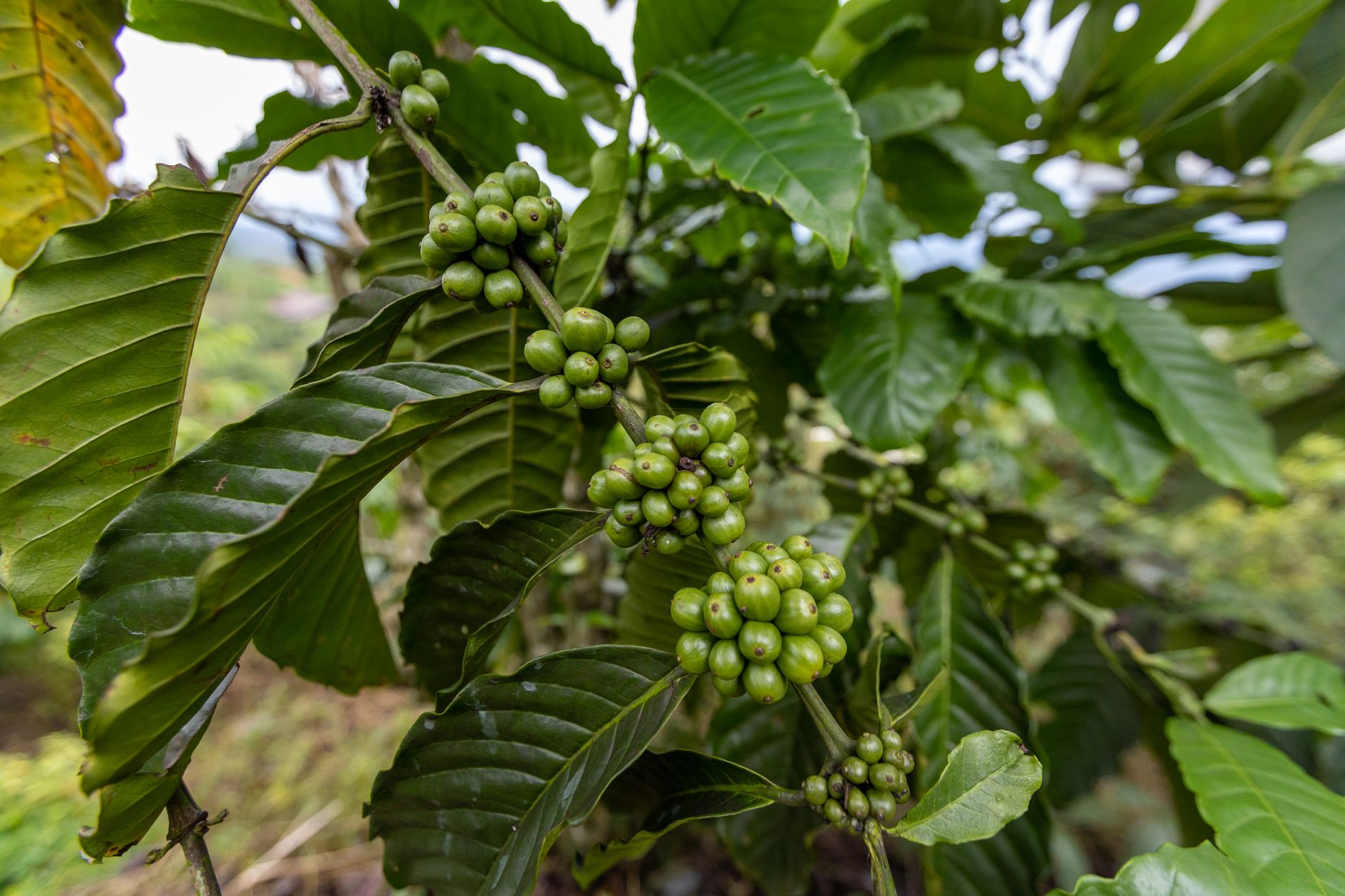 Why Swiss Water Decaffeinated Coffee Inc stock is plummeting today