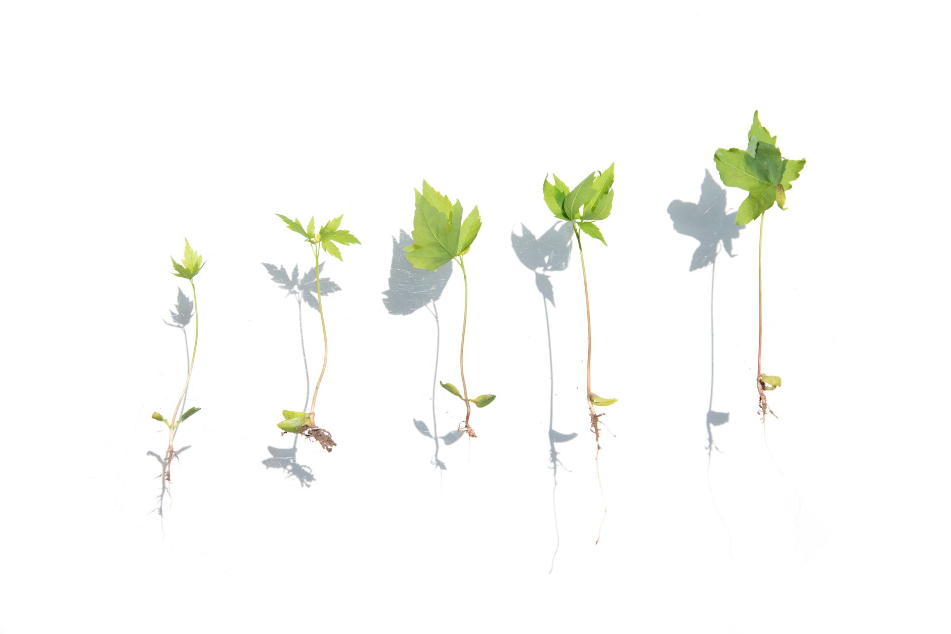 Why Green Rise Capital Corp stock is skyrocketing today