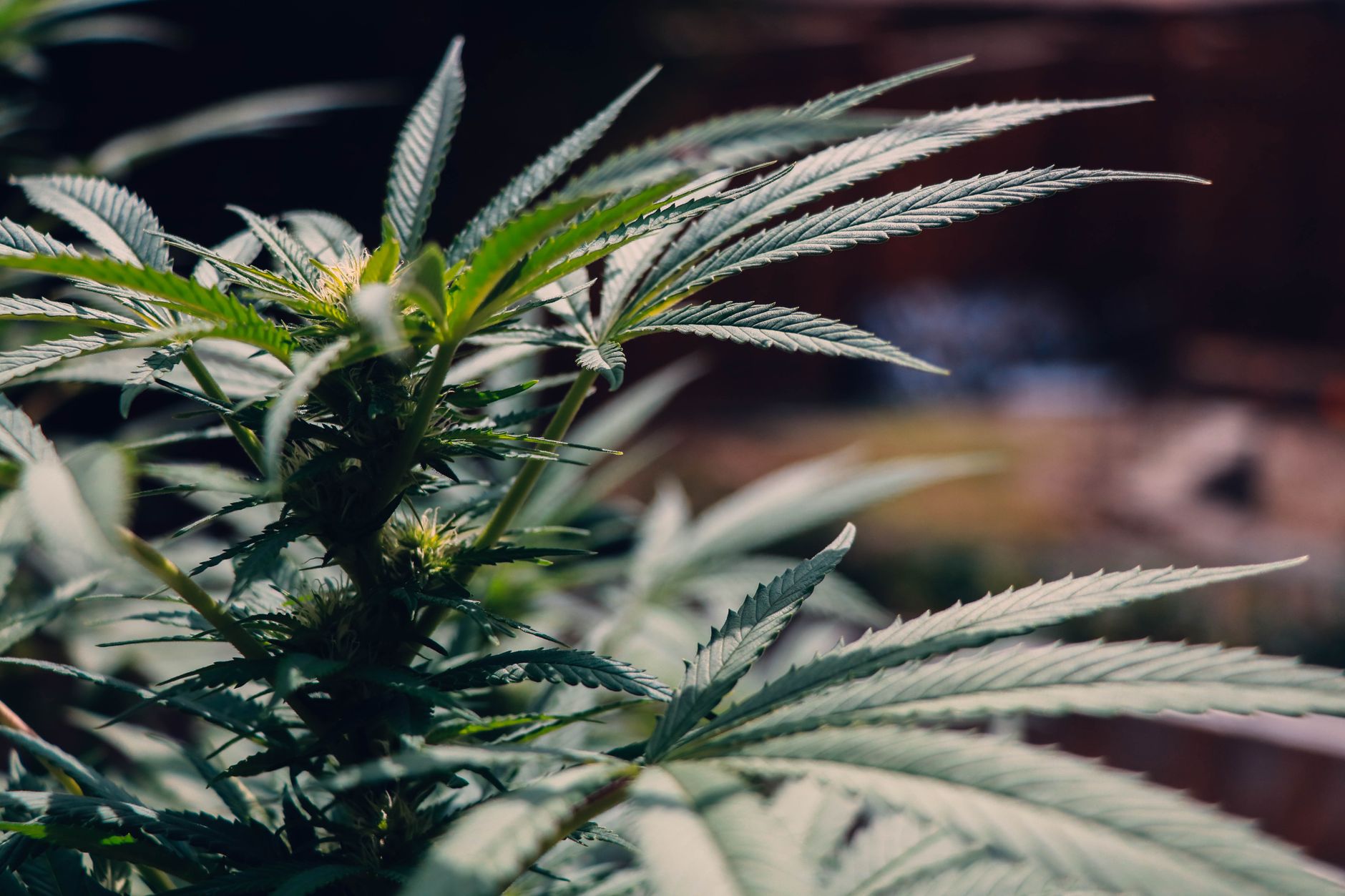 Why Tilray Inc stock is sliding today