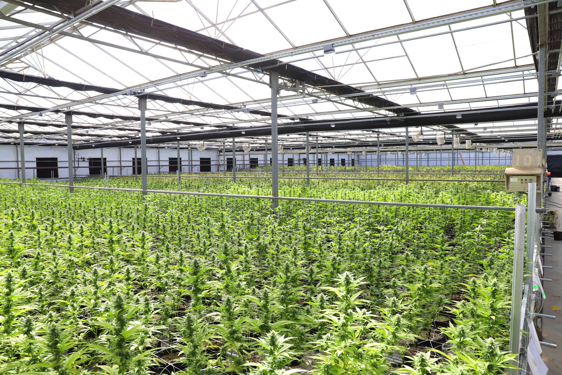 Why Avant Brands Inc stock plummeted yesterday