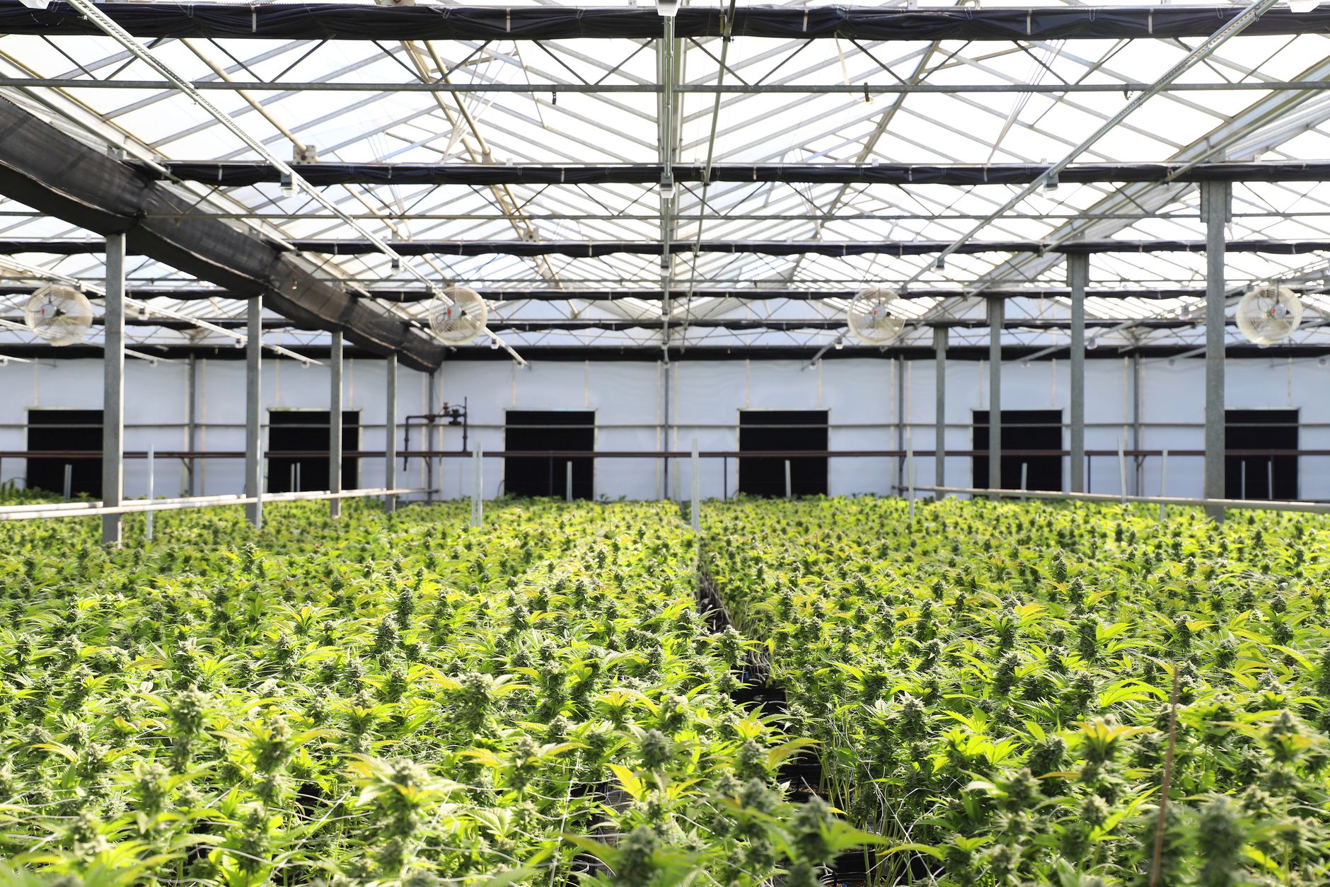 Why Cronos Group Inc stock is sliding today