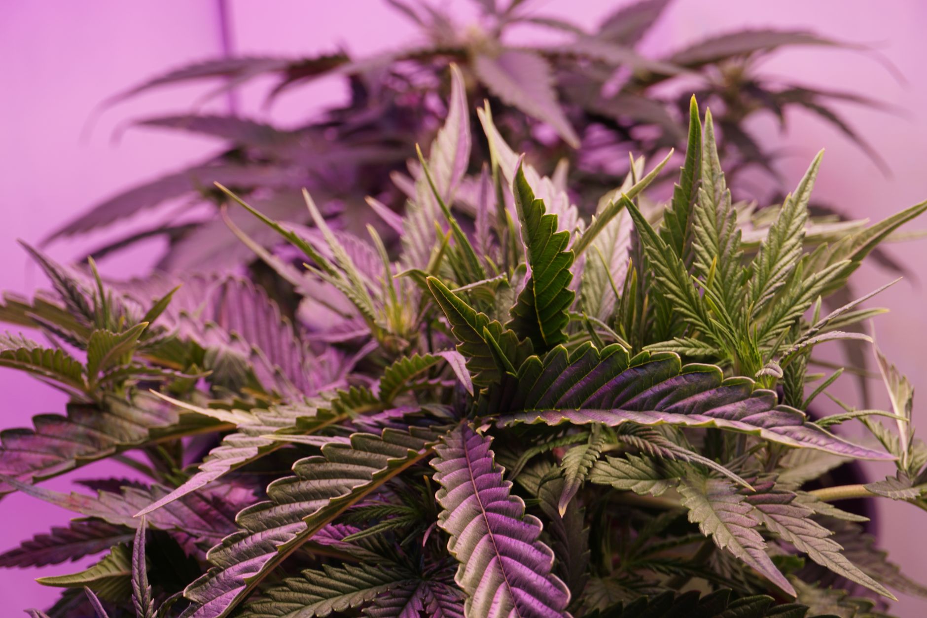 Why Cannara Biotech Inc. stock fell yesterday