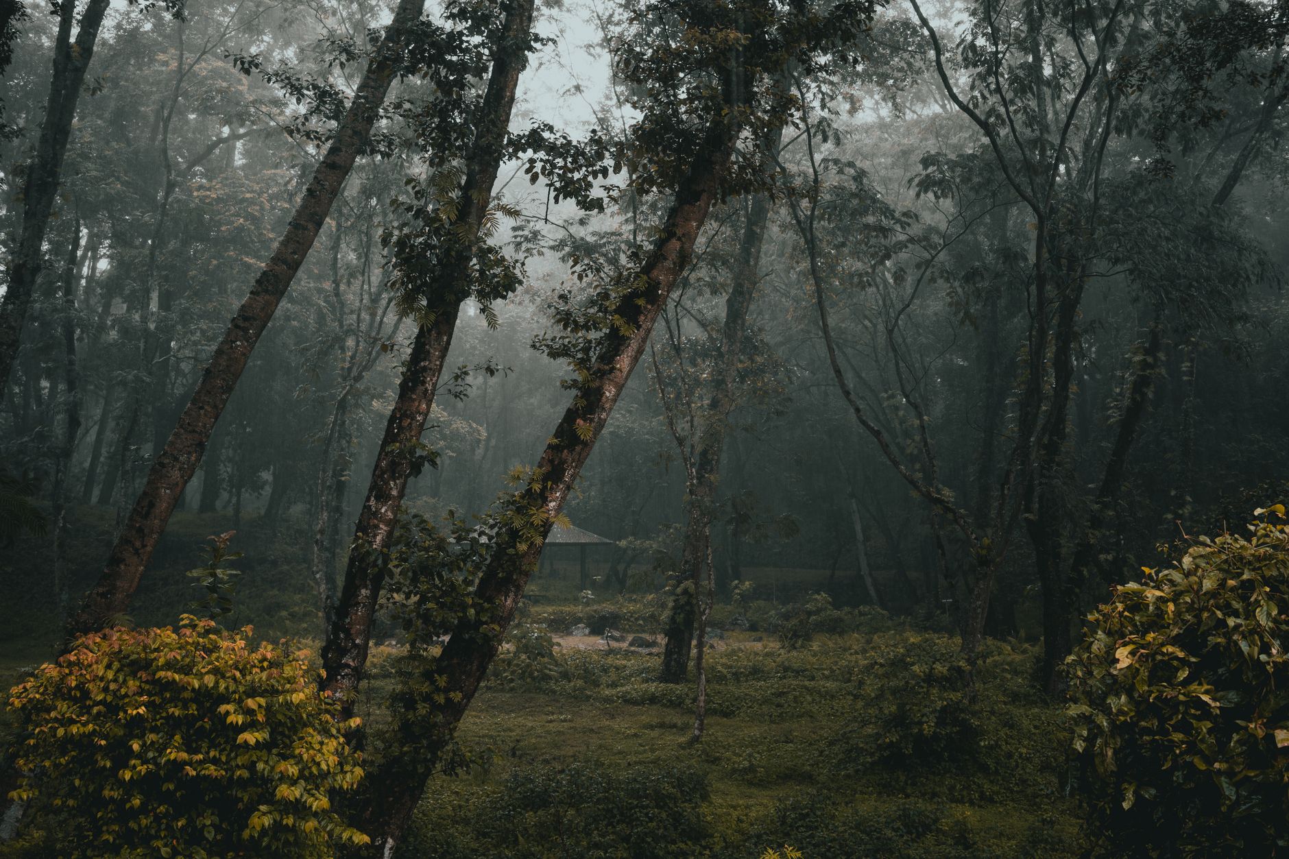 Why GreenFirst Forest Products Inc stock went up yesterday