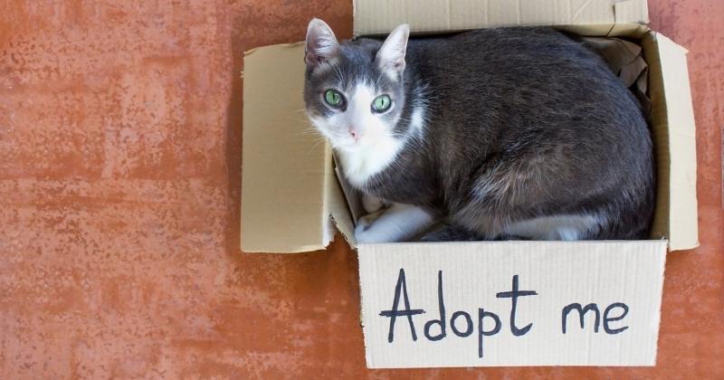 Cost to Own a Cat in Canada: Annual Cost Breakdown (2026)